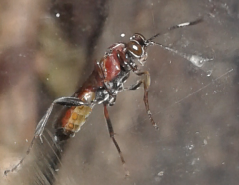 Ichneumonidae da ID 5